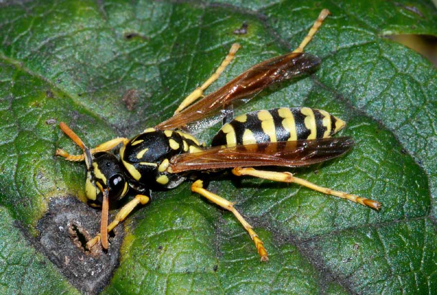 Polistes cf. gallicus (Vespidae)